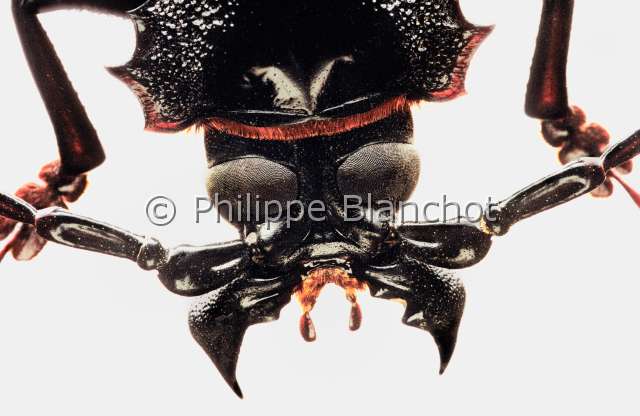 Titanus giganteus.JPG - in "Portraits d'insectes" ed. SeuilTitanus giganteusTitanTitan beetleColeopteraCerambycidaeGuyane